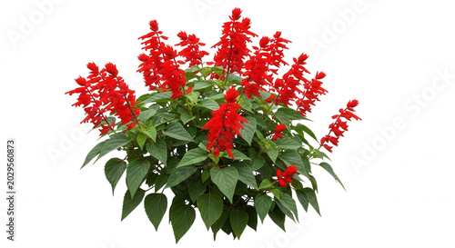 A lush bush of vibrant red salvia splendens flowers with green serrated leaves isolated on a solid black background