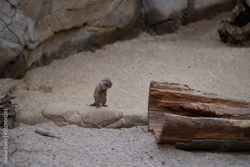 Fotografi Small prairie dog standing on rock inside sandy zoo enclosure with wooden logs a