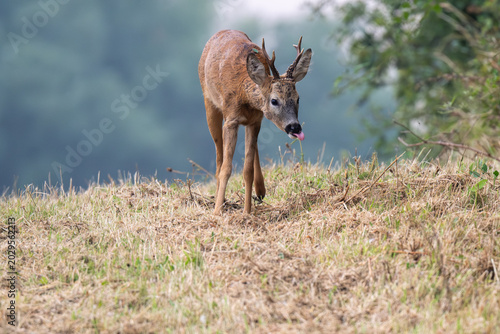 Roe deer in a field in England