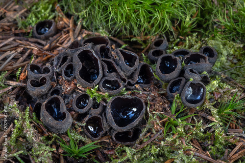 Cuadro en lienzo A group of Pseudoplectania nigrella mushrooms, commonly known as the ebony cup,