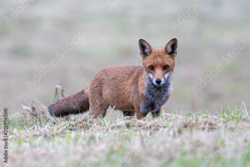 Red Fox on a frosty morning in England