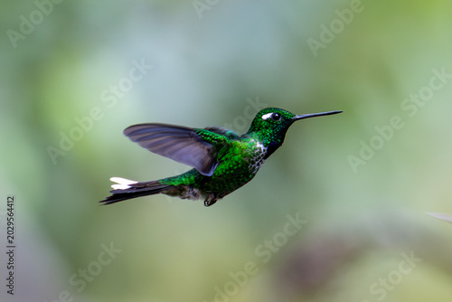 Booted Racket-tail Hummingbird in Ecuador