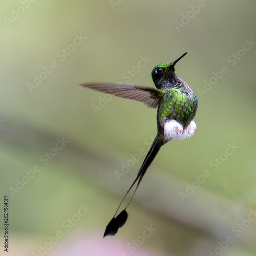 Booted Racket-tail Hummingbird in Ecuador