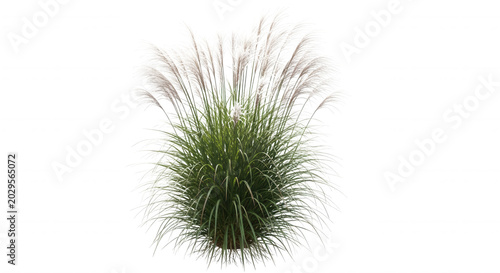 A lush, spherical clump of ornamental grass with feathery white plumes and thin green blades isolated against a solid black background