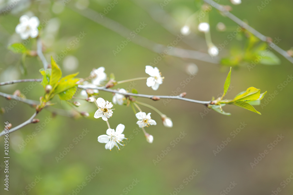 Murais de parede A branch of a tree adorned with white flowers, ideal for spring or summer scenes