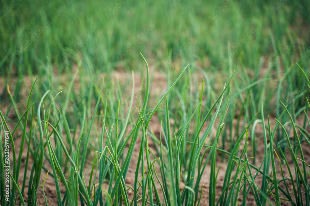 Obraz premium Green onions growing in a field cultivating fresh organic vegetables for healthy eating and agriculture
