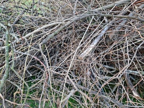 Large Pile of Dry Cut Tree Branches and Twigs in a Yard