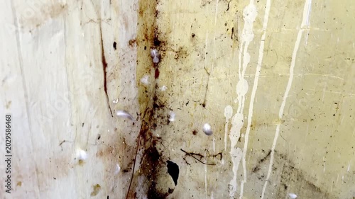 Scattered Pigeon Feathers Tangled in Cobweb Depicting Abandoned Space, Urban Wildlife Remains, Dusty Environment and Nature Decay Scene