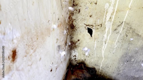 Scattered Pigeon Feathers Tangled in Cobweb Depicting Abandoned Space, Urban Wildlife Remains, Dusty Environment and Nature Decay Scene