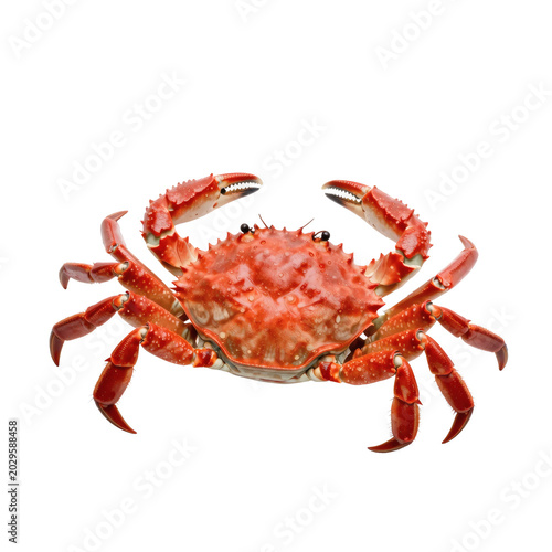 Isolated european edible crab displays its carapace, claws, and legs against white backdrop