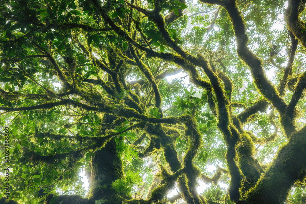 Obraz premium Low angle view of lush green mossy branches in a mystical ancient laurel forest during a foggy day, Madeira, Fanal forest