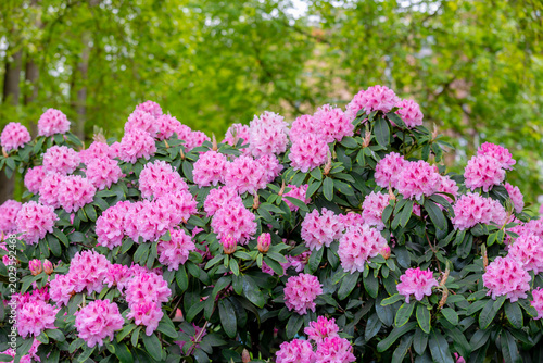 Photos Selective focus of purple pink flowers with green leaves, President Roosevelt is a popular cultivar of Rhododendron, A large genus of species of woody plants in the heath family, Natural background