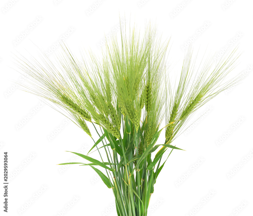 Fototapeta premium Green Barley Ears Isolated on White Background