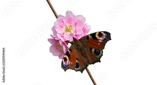 Colorful Butterfly on Pink Blossom Branch Close-Up.