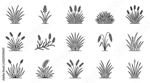 Collection of Stylized Wheat Stalks and Grasses in Vector Art.