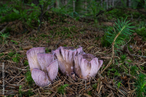 Rare edible mushroom Gomphus clavatus growing in the moss in a spruce forest. Known also as pig's ears or the violet chanterelle.