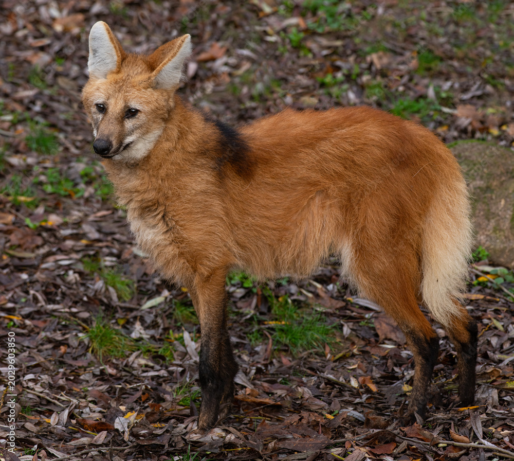 Fototapeta premium Maned wolf standing on dry leaves ground looking at camera.