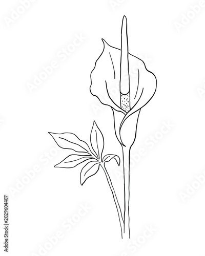 Foto Arum lily flower detailed outline drawing element