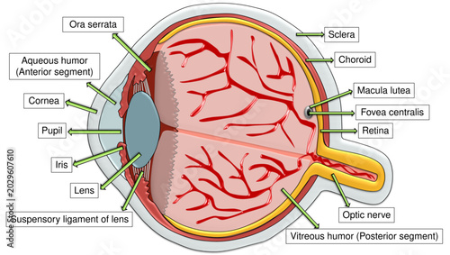 Obraz na płótnie Human Eye Anatomy Cross Section Diagram with Labelled Parts