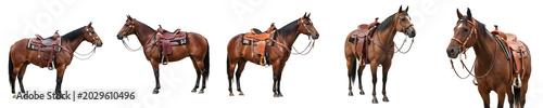 Obraz na płótnie Saddled Brown Horse Collection Isolated on White Background, Western Riding Eque
