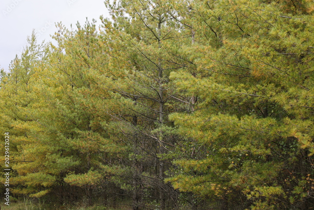 Fototapeta premium Magnifique boisé de Pin blanc d'Amérique, Pinus strobus