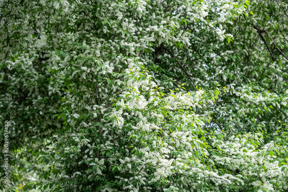 Fototapeta premium Blooming bird cherry (Prunus padus) on spring day. White flowers of Hackberry, hagberry, heckberry, hog cherry, black dogwood or Mayday tree. Spring time in nature. 