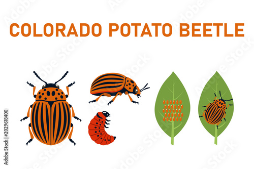 Canvastavla Colorado potato beetle life cycle stages showing adult beetle, larva, eggs and pupa on leaves with orange text title, educational vector illustration on white background
