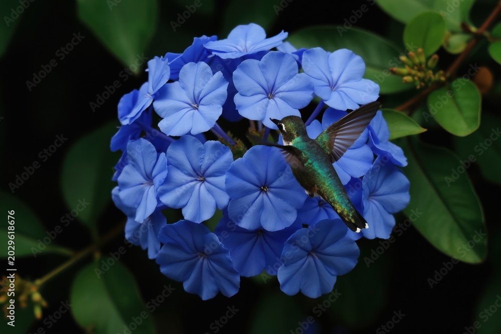 Naklejka premium Small hummingbird hovers near cluster of vibrant blue plumbago flowers. Tiny bird with iridescent green feathers sips nectar from delicate petals on a sunny day.