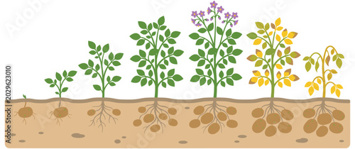 Bild auf Leinwand Potato plant life cycle stages isolated on white background.