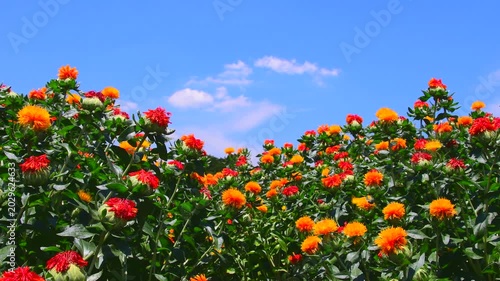 紅花畑の紅花