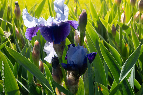 Cuadro en lienzo Bright irises bloom in a field on a sunny day showcasing vibrant colors and gree