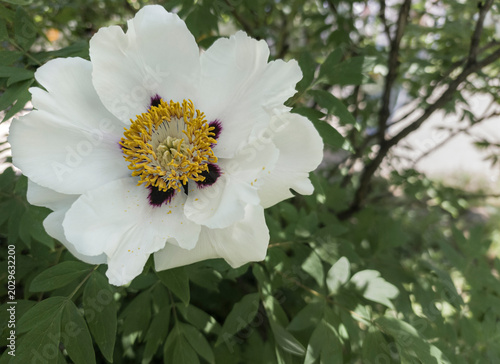 A white peony with a yellow center and green leaves in natural sunlight outdoors.