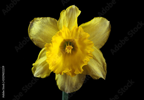 bright yellow daffodil isolated on black