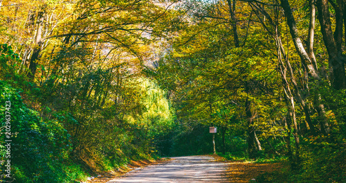 A landscape with a road in an autumn forest, golden foliage and warm sunlight create a peaceful picture of the autumn season