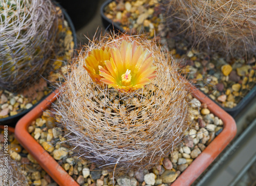 A flowering cactus of the Parodia family with bright yellow-orange flowers