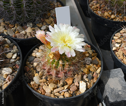 A flowering cactus from the genus of succulent plants gymnocalcium