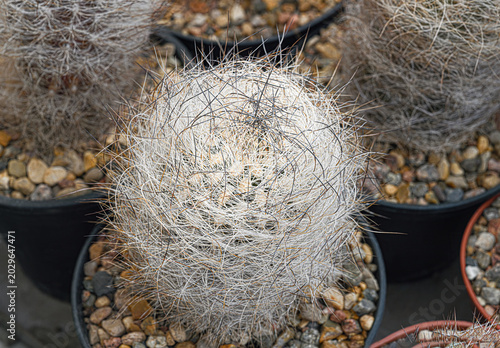 Mammillaria hahniana cactus