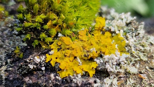 Foto foliose lichen (leafy lichen) known as Xanthoria parietina, commonly called the common orange lichen or yellow wall lichen