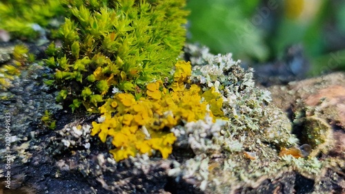 Quadro su tela foliose lichen (leafy lichen) known as Xanthoria parietina, commonly called the common orange lichen or yellow wall lichen