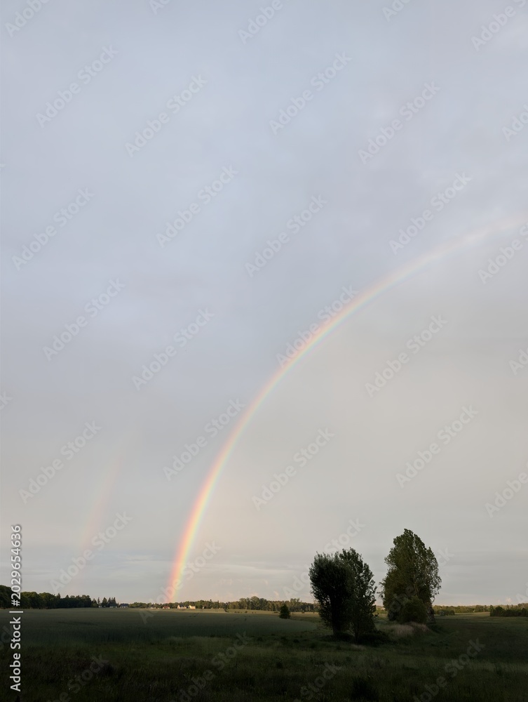 Fototapeta premium A vibrant rainbow arches across a cloudy sky over a green field, with two trees silhouetted against the horizon.