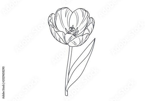 Sketch of a single tulip flower with green leaves