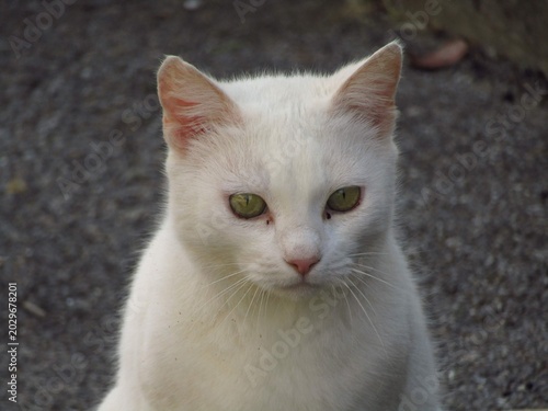 gray cat portrait