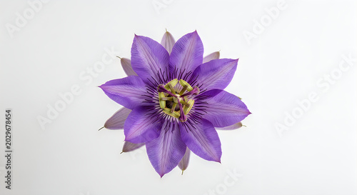 Beautiful purple clematis flower with yellow center