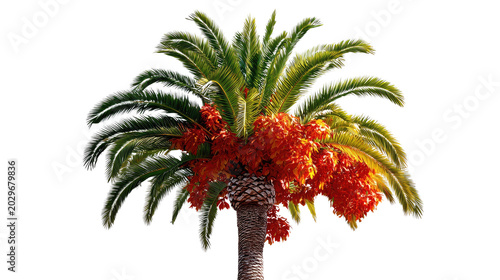 Date Palm Tree: A vibrant date palm tree, laden with ripe, orange-red clusters of dates, stands tall with its distinctive green fronds, symbolizing tropical abundance.