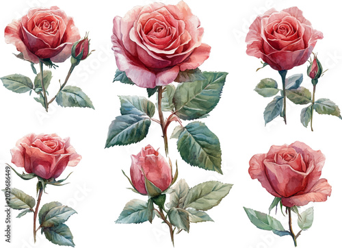 roses flowers