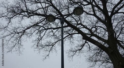 Bare tree with street lights.