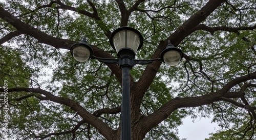Street lamp under tree branches.
