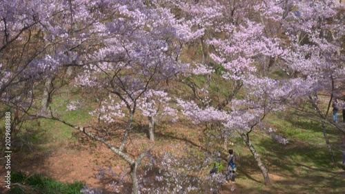 長野 高遠城址公園 満開の桜