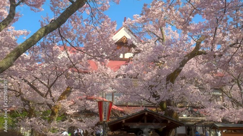長野 高遠城址公園 満開の桜