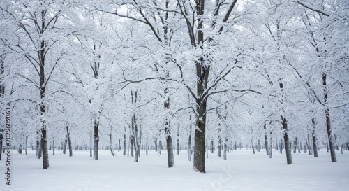 Snowy forest with bare trees.